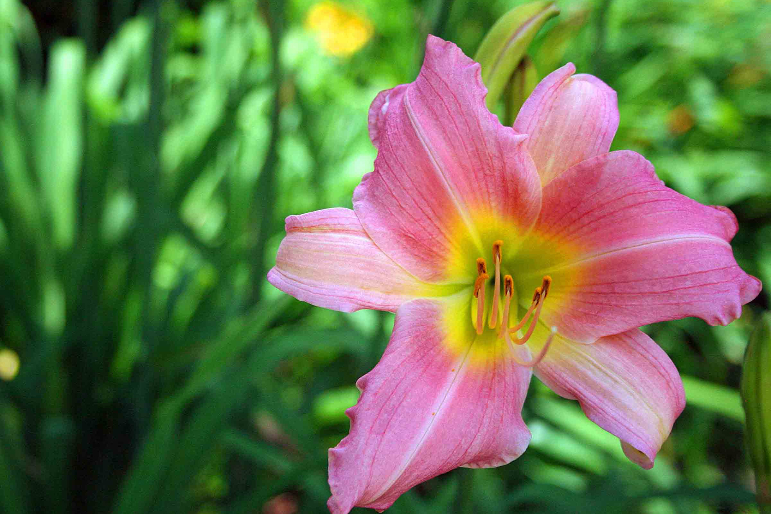 10 Best Flowers For Central Indiana Engledow Group