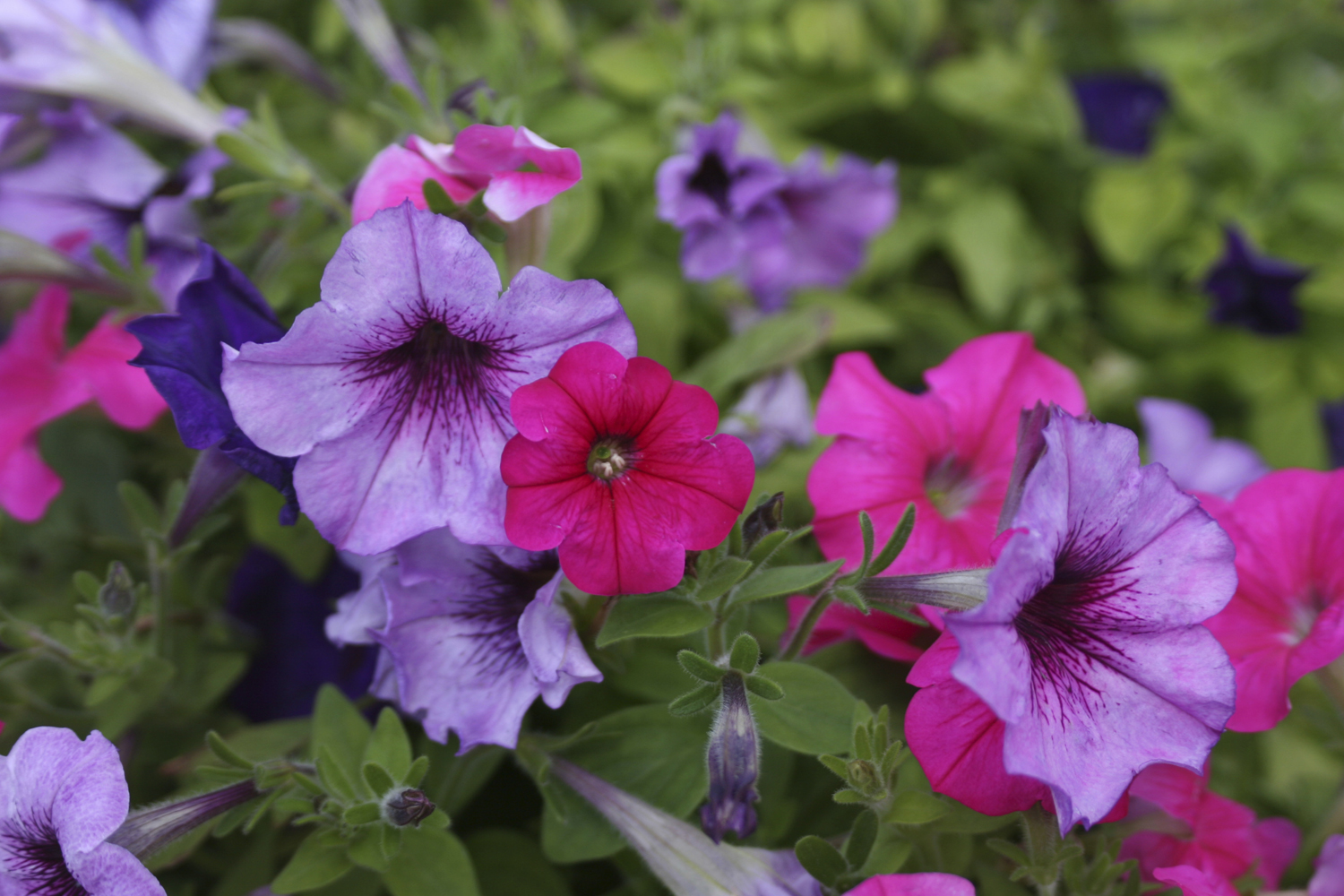 10 Best Flowers For Central Indiana Engledow Group