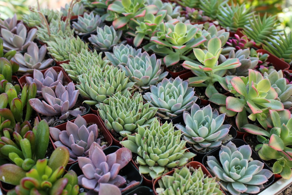 the rise of the succulent plants engledow group the rise of the succulent plants engledow group