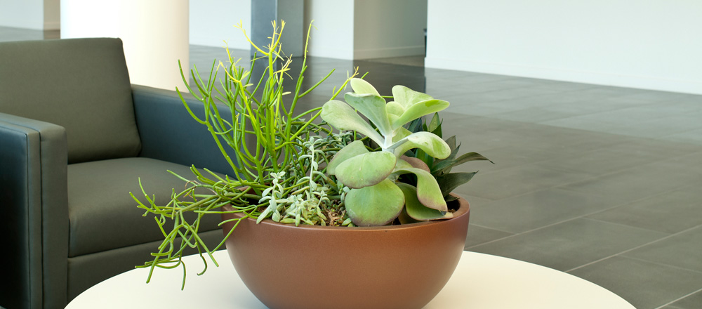 Unique succulent arrangement.