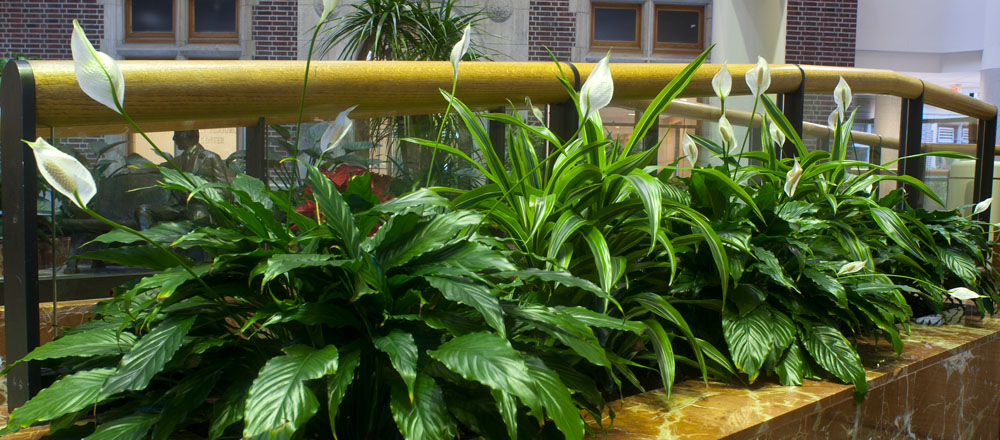 Blooming plants in atrium at Riley Hospital.