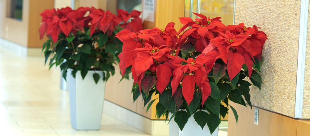 Poinsettias marking entrance to office in hospital.