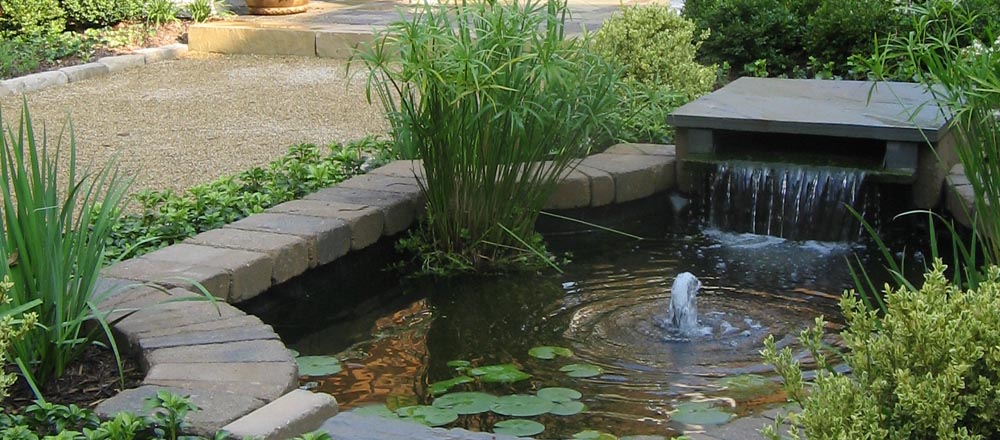 Pond with plants.