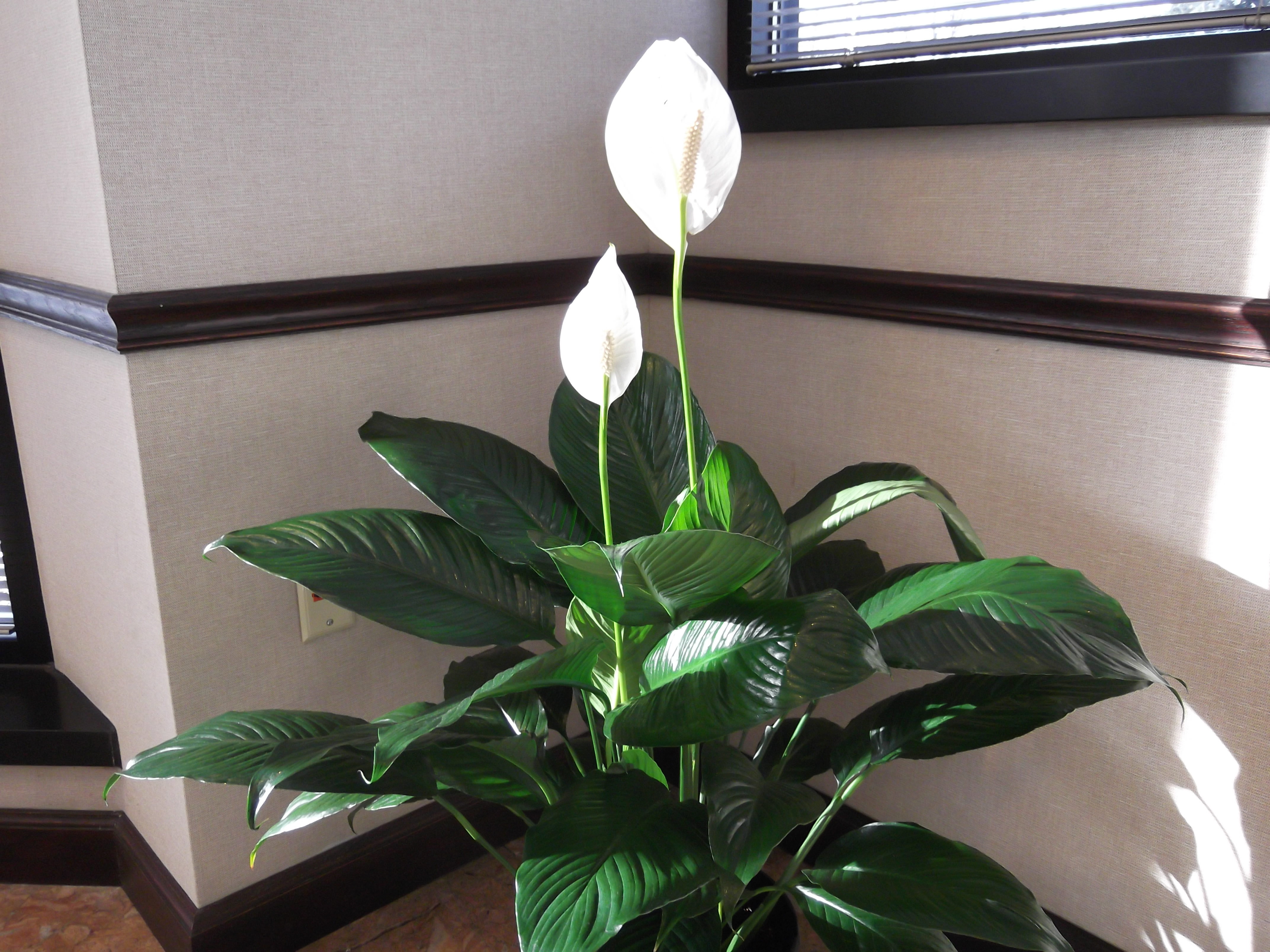 Floral Pot Spathiphyllum House Air Cleaner 1 Peace Lily Indoor Plant in Lace 