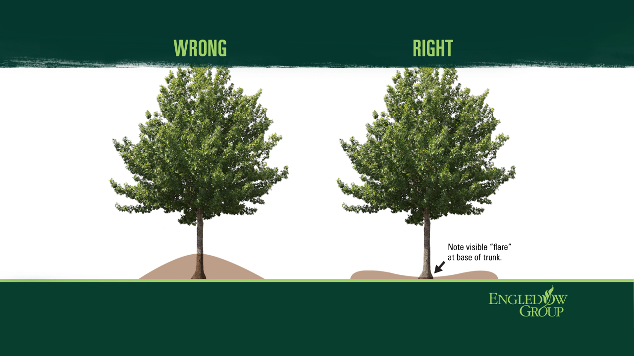 Engledow Group on Indy Style Best Mulching Practices Engledow Group