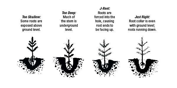 Tree Seedling Planting Instructions Engledow Group Watering