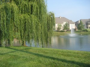 Willow Tree in Neighborhood