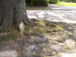 Tree Roots Tree Roots