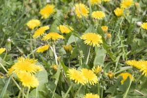 Managing Weeds In Your Landscape (including Dandelions)