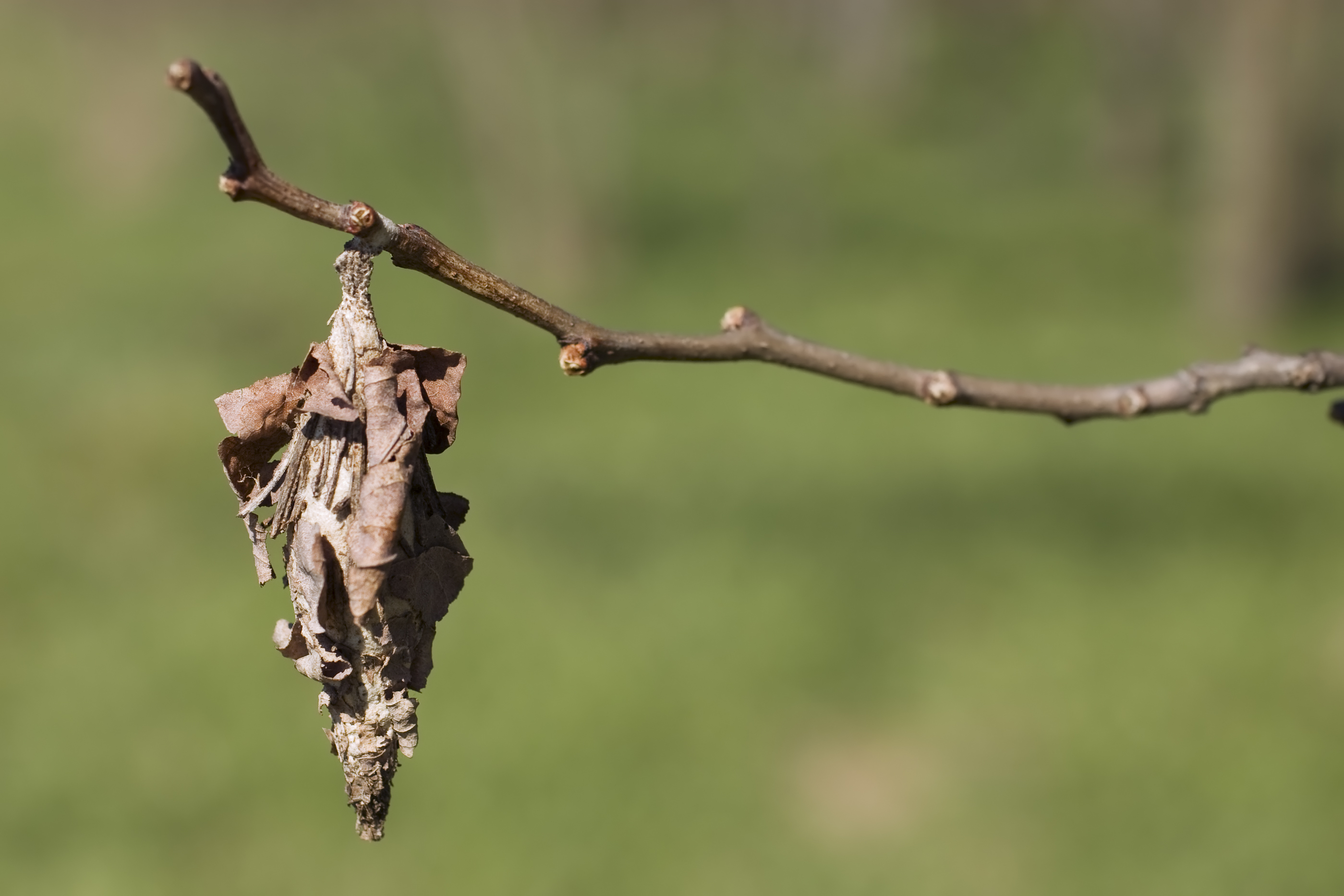 Addressing Bagworms in your Landscape Engledow Group