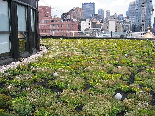 Growing Trend Green Roofs Engledow Group