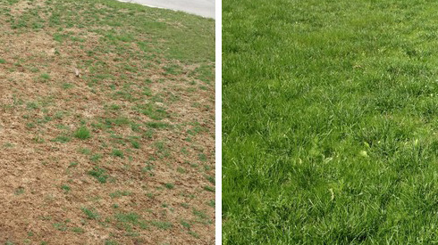 Fall Lawn Prep Part 2 Overseeding Engledow Group