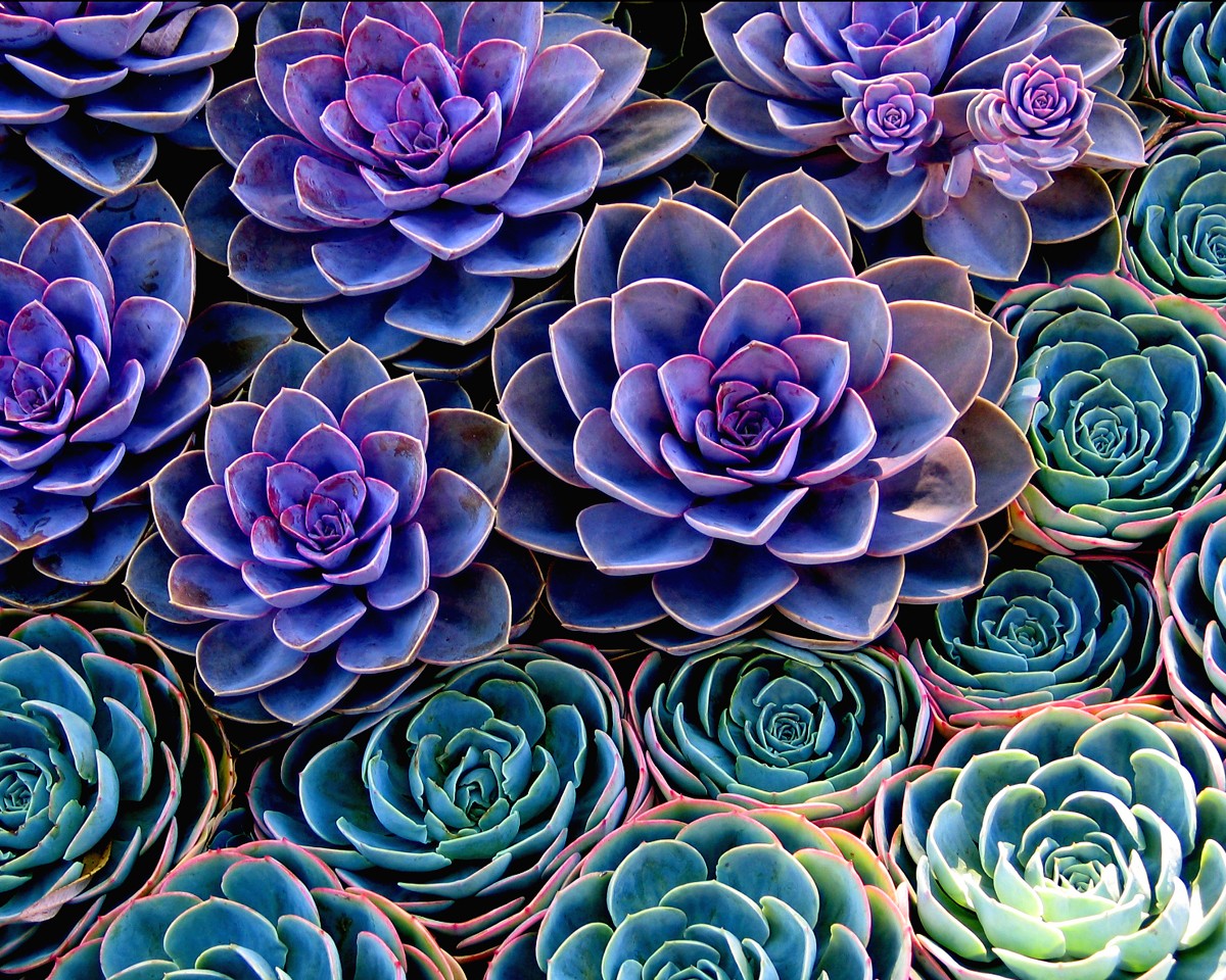 The Rise of The Succulent Plants - Engledow Group