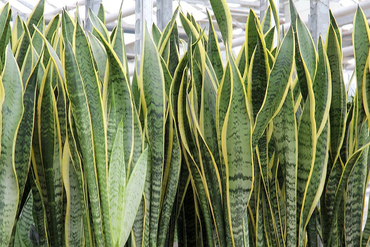 Best Interior Plants For Beginners Engledow Group Best Interior Plants For Beginners