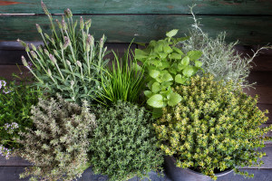 Small spice herb garden on a rustic wooden table