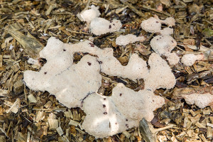 Slime mold Dog Vomit (Fuligo septica) on shreds of wood