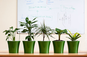 Office plants in conference room