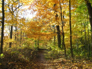 Hiking trails with fall leaves in brown county state park