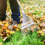 Raking leaves in the fall with a metal rake.