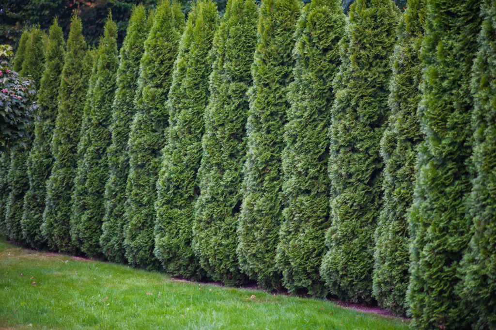 Creatice Privacy Fence Trees Shrubs Bushes for Living room