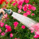 Watering flowers using a hose with sprayer attachment