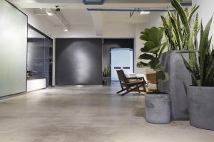 Interior plants in a modern office environment