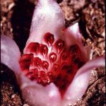 5 of the World’s Rarest and Most Endangered Plants
