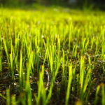 Planting Grass Seed? Pay Attention to These 4 Things and Your New Turf Will Thrive.